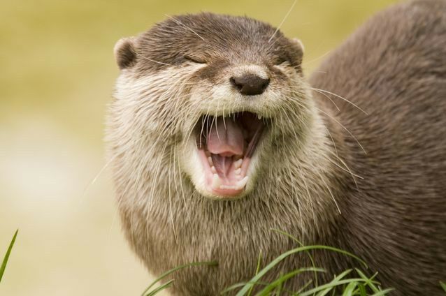 otter laughing Blank Meme Template