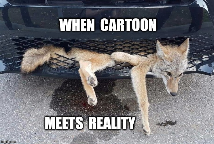 Wile E. Coyote, survives. | WHEN  CARTOON; MEETS  REALITY | image tagged in wile e coyote,coyote,cartoon | made w/ Imgflip meme maker