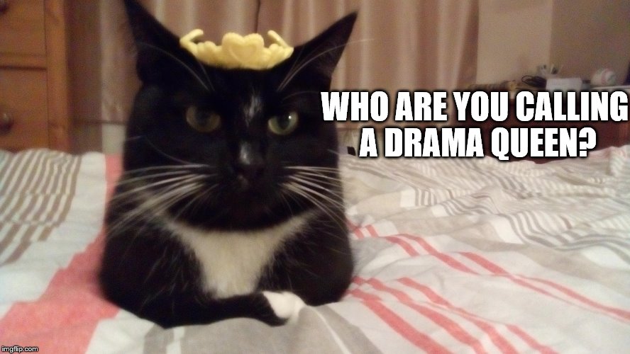 the queen cat | WHO ARE YOU CALLING A DRAMA QUEEN? | image tagged in cats,memes | made w/ Imgflip meme maker