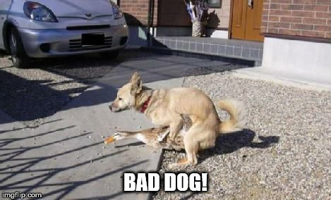 bad dog | BAD DOG! | image tagged in dog | made w/ Imgflip meme maker