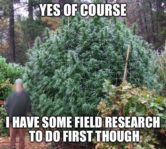 YES OF COURSE I HAVE SOME FIELD RESEARCH TO DO FIRST THOUGH | image tagged in big weed plant | made w/ Imgflip meme maker