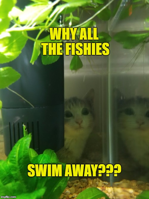WHY ALL THE FISHIES; SWIM AWAY??? | image tagged in aquariumkitten | made w/ Imgflip meme maker