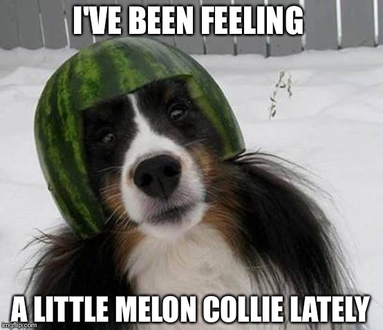 Life has it's ups and downs! | I'VE BEEN FEELING; A LITTLE MELON COLLIE LATELY | image tagged in melon collie,melancholy,funny | made w/ Imgflip meme maker