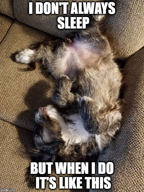 I DON'T ALWAYS SLEEP; BUT WHEN I DO IT'S LIKE THIS | image tagged in lazy puppy,sleep,i don't always,puppy,dog,sleeping | made w/ Imgflip meme maker