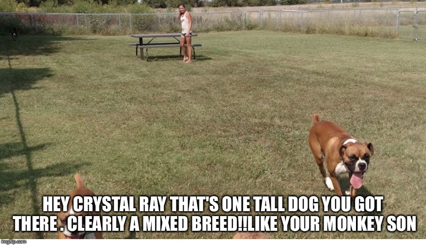 HEY CRYSTAL RAY THAT'S ONE TALL DOG YOU GOT THERE . CLEARLY A MIXED BREED!!LIKE YOUR MONKEY SON | image tagged in dog park newton ks woof exactly | made w/ Imgflip meme maker
