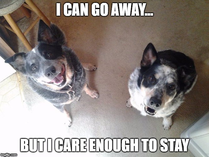 i can go away | I CAN GO AWAY... BUT I CARE ENOUGH TO STAY | image tagged in go away | made w/ Imgflip meme maker