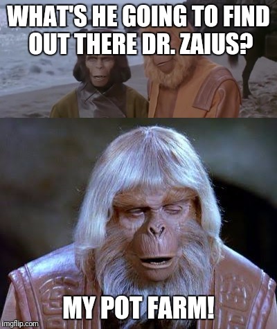 WHAT'S HE GOING TO FIND OUT THERE DR. ZAIUS? MY POT FARM! | image tagged in planet of the apes,pot,stoned,charlton heston planet of the apes,smoke weed,memes | made w/ Imgflip meme maker