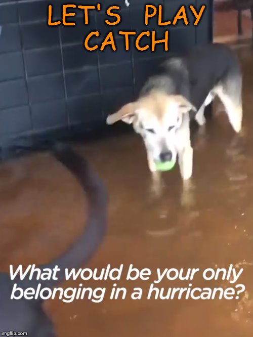 favorite toy | LET'S   PLAY  CATCH | image tagged in funny dogs | made w/ Imgflip meme maker