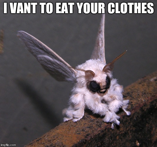 I VANT TO EAT YOUR CLOTHES | made w/ Imgflip meme maker