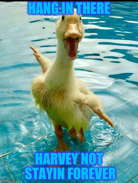 Duckie |  HANG IN THERE; HARVEY NOT STAYIN FOREVER | image tagged in duckie,memes | made w/ Imgflip meme maker