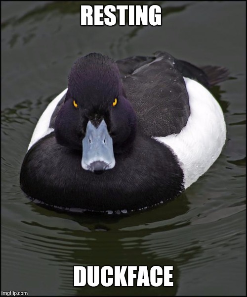 Angry duck | RESTING; DUCKFACE | image tagged in angry duck | made w/ Imgflip meme maker