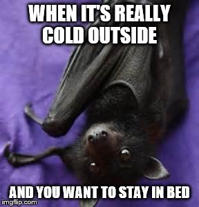 It's too cold outside... |  WHEN IT'S REALLY COLD OUTSIDE; AND YOU WANT TO STAY IN BED | image tagged in winter,cold,fruit bat,funny,cute,relateable | made w/ Imgflip meme maker