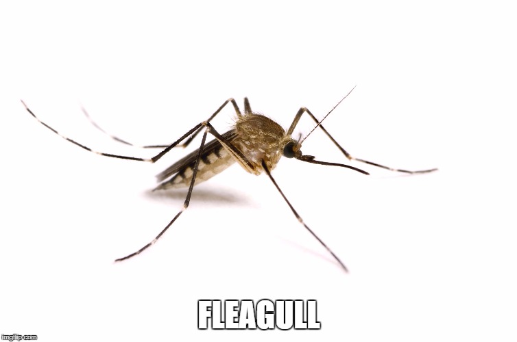 FLEAGULL | image tagged in fleagull | made w/ Imgflip meme maker