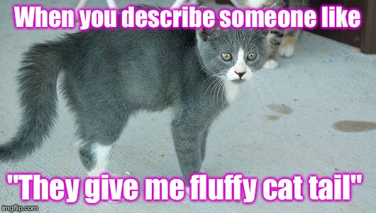 Fluffy Cat Tail  | When you describe someone like; "They give me fluffy cat tail" | made w/ Imgflip meme maker