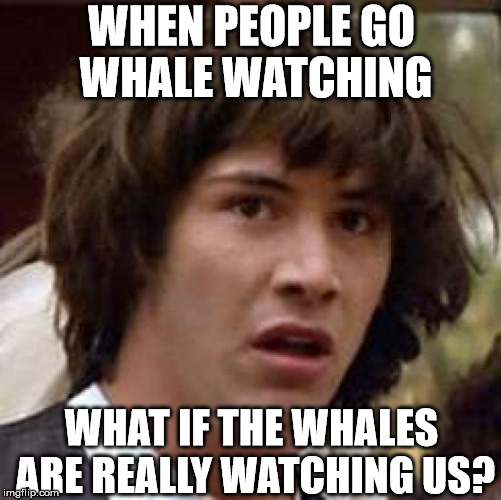 Whale Watching |  WHEN PEOPLE GO WHALE WATCHING; WHAT IF THE WHALES ARE REALLY WATCHING US? | image tagged in memes,conspiracy keanu,whales | made w/ Imgflip meme maker