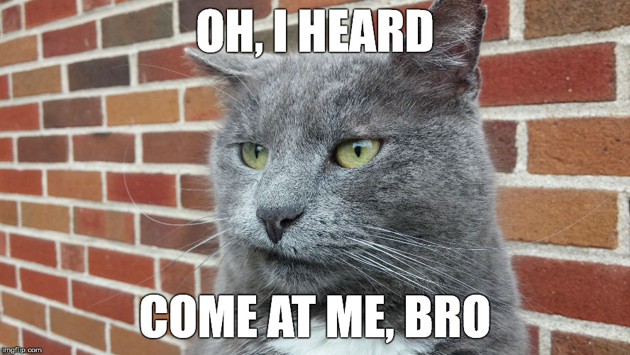 Evil Cat | OH, I HEARD COME AT ME, BRO | image tagged in evil cat | made w/ Imgflip meme maker