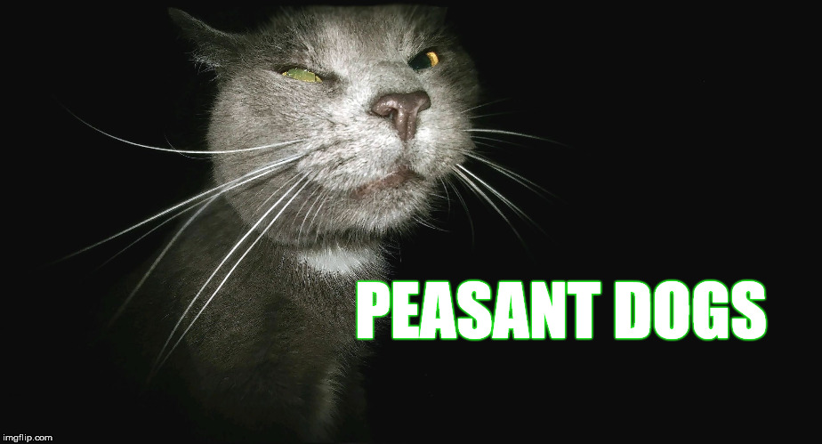 Stalker Cat | PEASANT DOGS | image tagged in stalker cat | made w/ Imgflip meme maker
