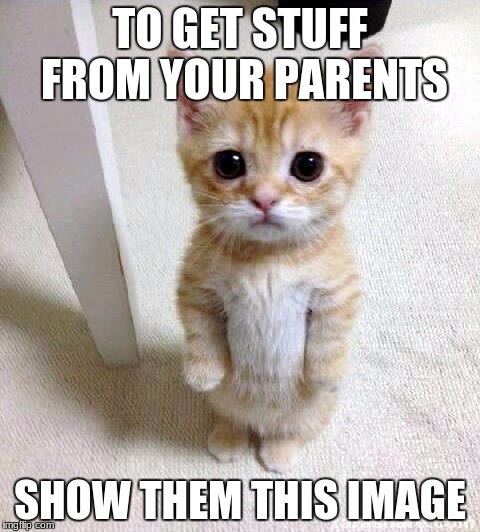 Cute Cat Meme | TO GET STUFF FROM YOUR PARENTS; SHOW THEM THIS IMAGE | image tagged in memes,cute cat | made w/ Imgflip meme maker