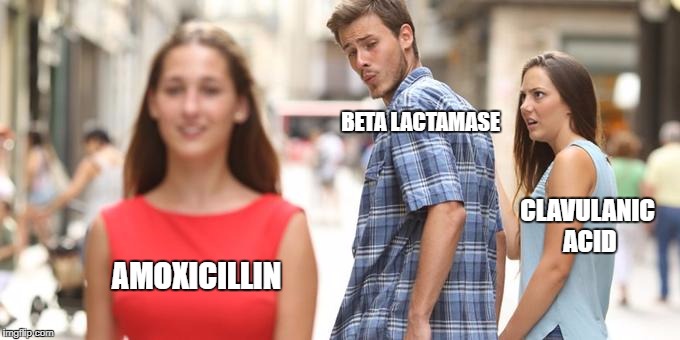 Distracted Boyfriend | BETA LACTAMASE; CLAVULANIC ACID; AMOXICILLIN | image tagged in man looking at other woman | made w/ Imgflip meme maker