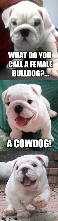 I created this new template for Puppy Week.  Please feel free to use the template!   | WHAT DO YOU CALL A FEMALE BULLDOG?... A COWDOG! | image tagged in bad pun bulldog pup,puppy week,cute puppies,puppies and kittens,jbmemegeek,bad pun | made w/ Imgflip meme maker