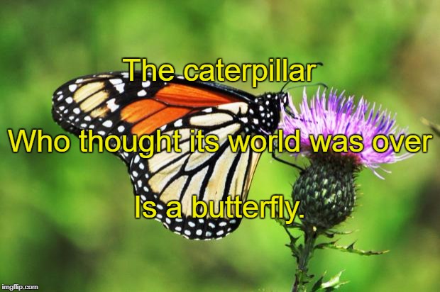 Butterfly tatoo |  The caterpillar; Who thought its world was over; Is a butterfly. | image tagged in butterfly tatoo | made w/ Imgflip meme maker