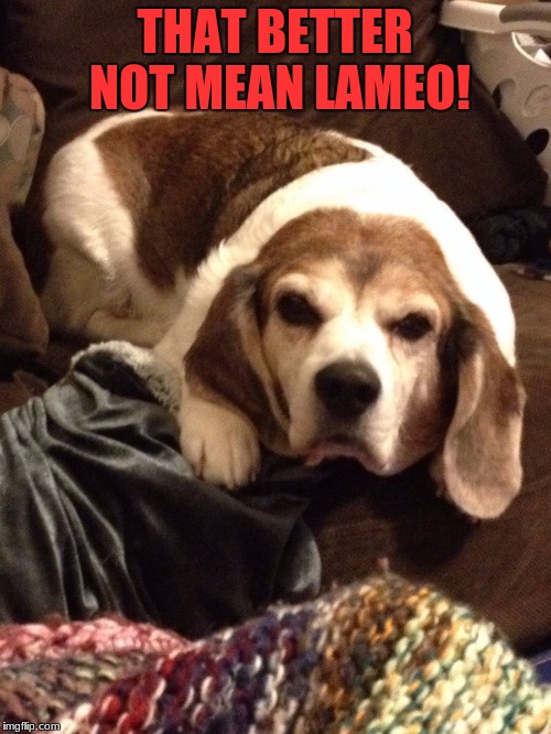Grumpy Beagle | THAT BETTER NOT MEAN LAMEO! | image tagged in grumpy beagle | made w/ Imgflip meme maker