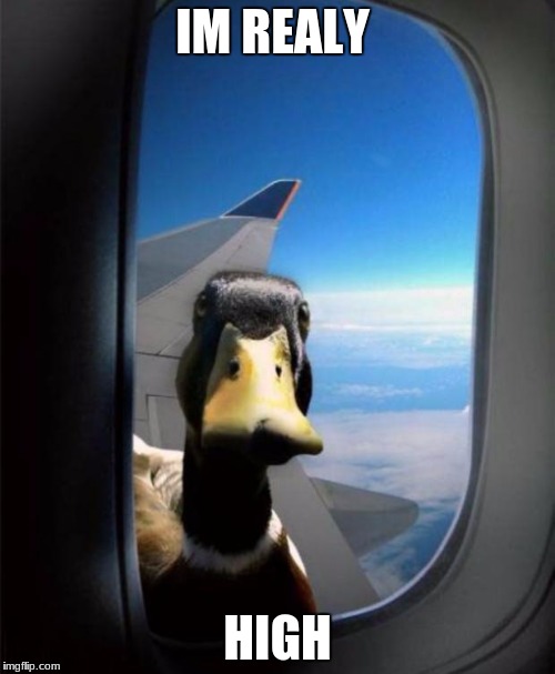 Duck on plane wing | IM REALY; HIGH | image tagged in duck on plane wing | made w/ Imgflip meme maker