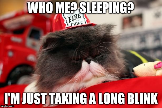 Sneaky sleeping cat | WHO ME? SLEEPING? I'M JUST TAKING A LONG BLINK | image tagged in firefighter,cat | made w/ Imgflip meme maker