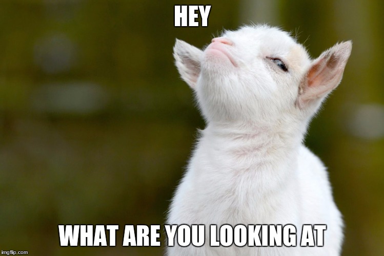 HEY; WHAT ARE YOU LOOKING AT | image tagged in proud baby goat | made w/ Imgflip meme maker