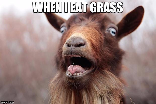 GoatScream2014 | WHEN I EAT GRASS | image tagged in goatscream2014 | made w/ Imgflip meme maker