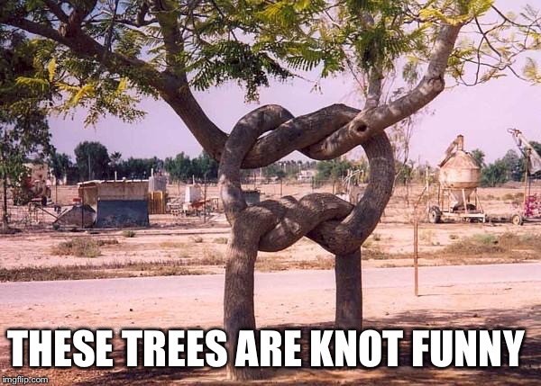I'm all tied up right now  | THESE TREES ARE KNOT FUNNY | image tagged in funny,tree | made w/ Imgflip meme maker