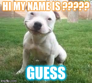 Dog memes | HI MY NAME IS ????? GUESS | image tagged in dog memes | made w/ Imgflip meme maker