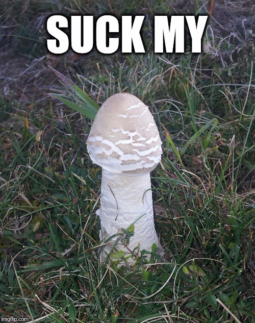 Found this, took pic, made meme | . | image tagged in mushroom,nagasaki hiroshima | made w/ Imgflip meme maker
