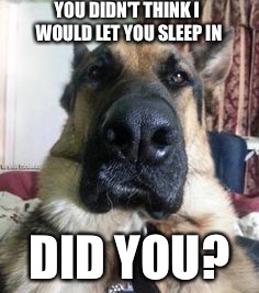 German shepard | YOU DIDN'T THINK I WOULD LET YOU SLEEP IN; DID YOU? | image tagged in germans shepard,morning | made w/ Imgflip meme maker
