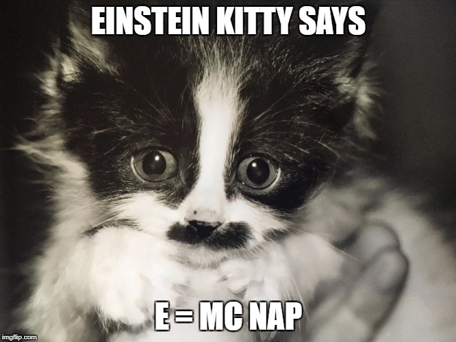 EINSTEIN KITTY SAYS... | EINSTEIN KITTY SAYS; E = MC NAP | image tagged in einsteinkitty | made w/ Imgflip meme maker