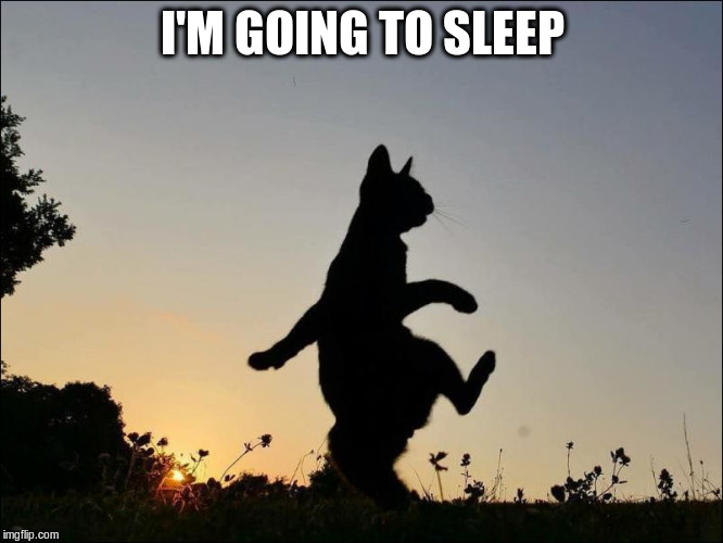 Image Tagged In Night Cat Imgflip