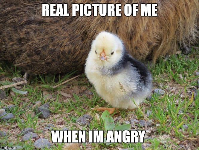 Angry bird | REAL PICTURE OF ME; WHEN IM ANGRY | image tagged in angry bird,funny,meme | made w/ Imgflip meme maker