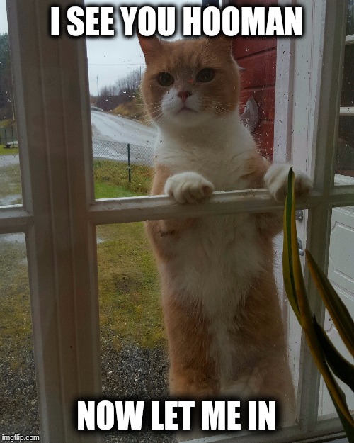 Outside cat | I SEE YOU HOOMAN; NOW LET ME IN | image tagged in cat,ginger cat,window,outside | made w/ Imgflip meme maker