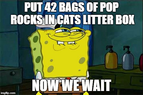 Don't You Squidward Meme | PUT 42 BAGS OF POP ROCKS IN CATS LITTER BOX; NOW WE WAIT | image tagged in memes,dont you squidward | made w/ Imgflip meme maker