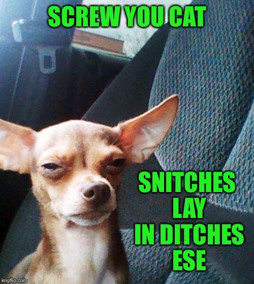 Stoner dog | SCREW YOU CAT SNITCHES LAY IN DITCHES ESE | image tagged in stoner dog | made w/ Imgflip meme maker