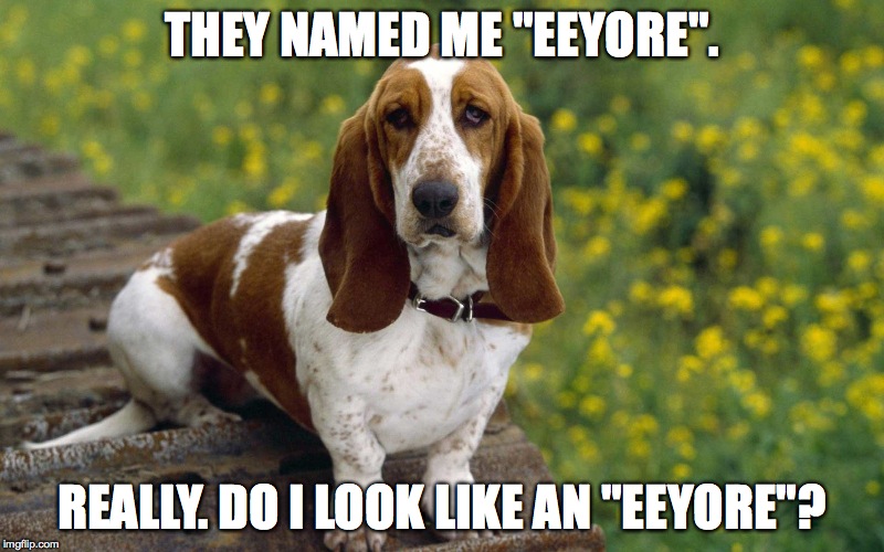 Dog Week!! A DrSarcasm Event!!! | THEY NAMED ME "EEYORE". REALLY. DO I LOOK LIKE AN "EEYORE"? | image tagged in what the heck is an eeyore | made w/ Imgflip meme maker