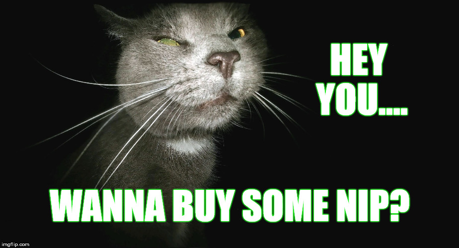 Stalker Cat | HEY YOU.... WANNA BUY SOME NIP? | image tagged in stalker cat | made w/ Imgflip meme maker