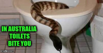 IN AUSTRALIA TOILETS BITE YOU | image tagged in memes,funny,snakes,australia,toilet,snakes in toilets | made w/ Imgflip meme maker