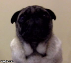 image tagged in toby da pug | made w/ Imgflip meme maker