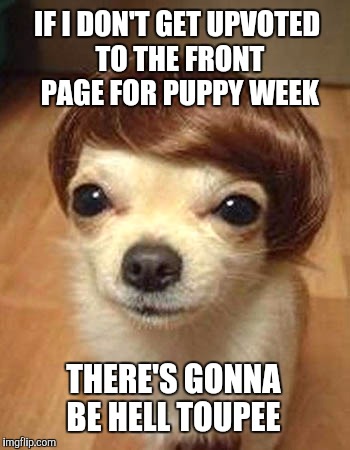 If you don't upvote, be prepared toupee the consequences... | IF I DON'T GET UPVOTED TO THE FRONT PAGE FOR PUPPY WEEK; THERE'S GONNA BE HELL TOUPEE | image tagged in cute puppies,puppy week,jbmemegeek,puppy,funny dogs | made w/ Imgflip meme maker