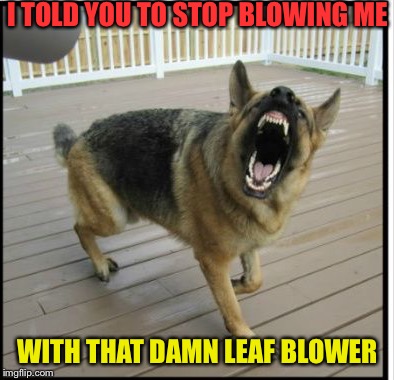 German shepard vs leaf blower | I TOLD YOU TO STOP BLOWING ME; WITH THAT DAMN LEAF BLOWER | image tagged in leaf blower,german shepard,angry,blowing,pissed off,dogs | made w/ Imgflip meme maker
