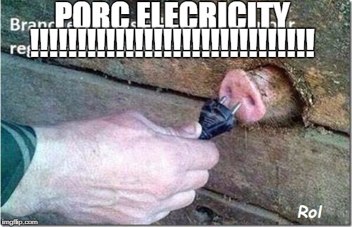 PORC ELECTRICITY | PORC ELECRICITY; !!!!!!!!!!!!!!!!!!!!!!!!!!!!!! | image tagged in pig | made w/ Imgflip meme maker