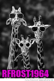 Julie's giraffes | RFROST1964 | image tagged in julie's giraffes | made w/ Imgflip meme maker