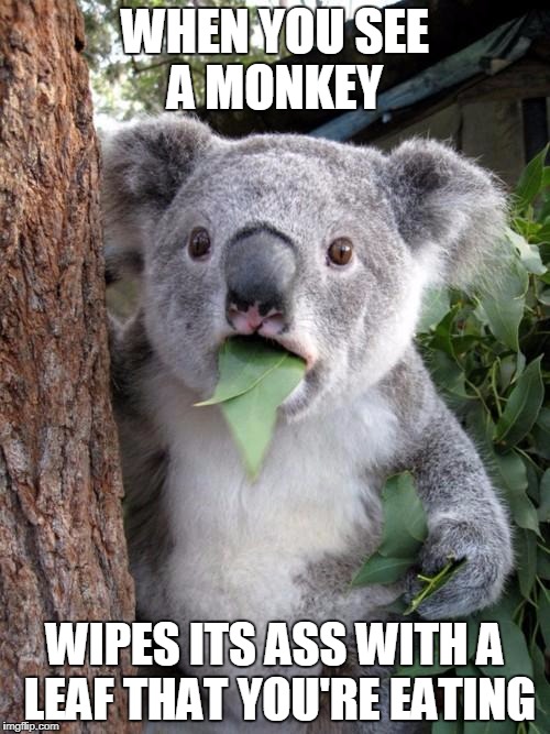 Surprised Koala |  WHEN YOU SEE A MONKEY; WIPES ITS ASS WITH A LEAF THAT YOU'RE EATING | image tagged in memes,surprised koala | made w/ Imgflip meme maker