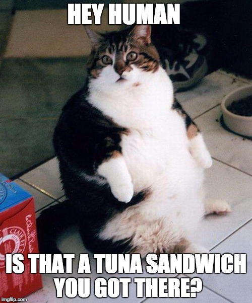 fat cat | HEY HUMAN; IS THAT A TUNA SANDWICH YOU GOT THERE? | image tagged in fat cat | made w/ Imgflip meme maker